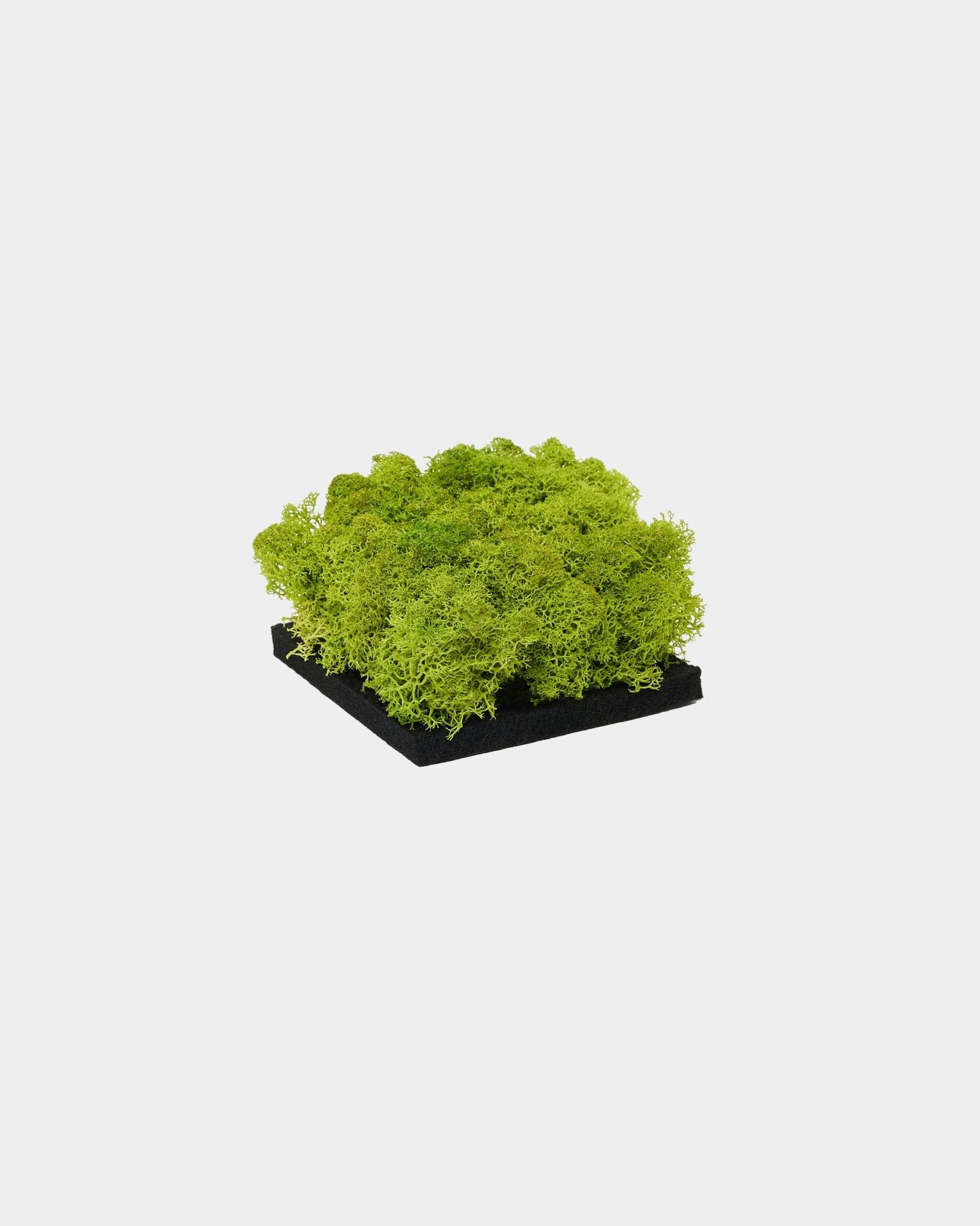 Muestra WoodUpp Moss Panel acústico en Apple Green, con moss preservado de un verde intenso sobre una base de black, presentada sobre un fondo blanco liso.