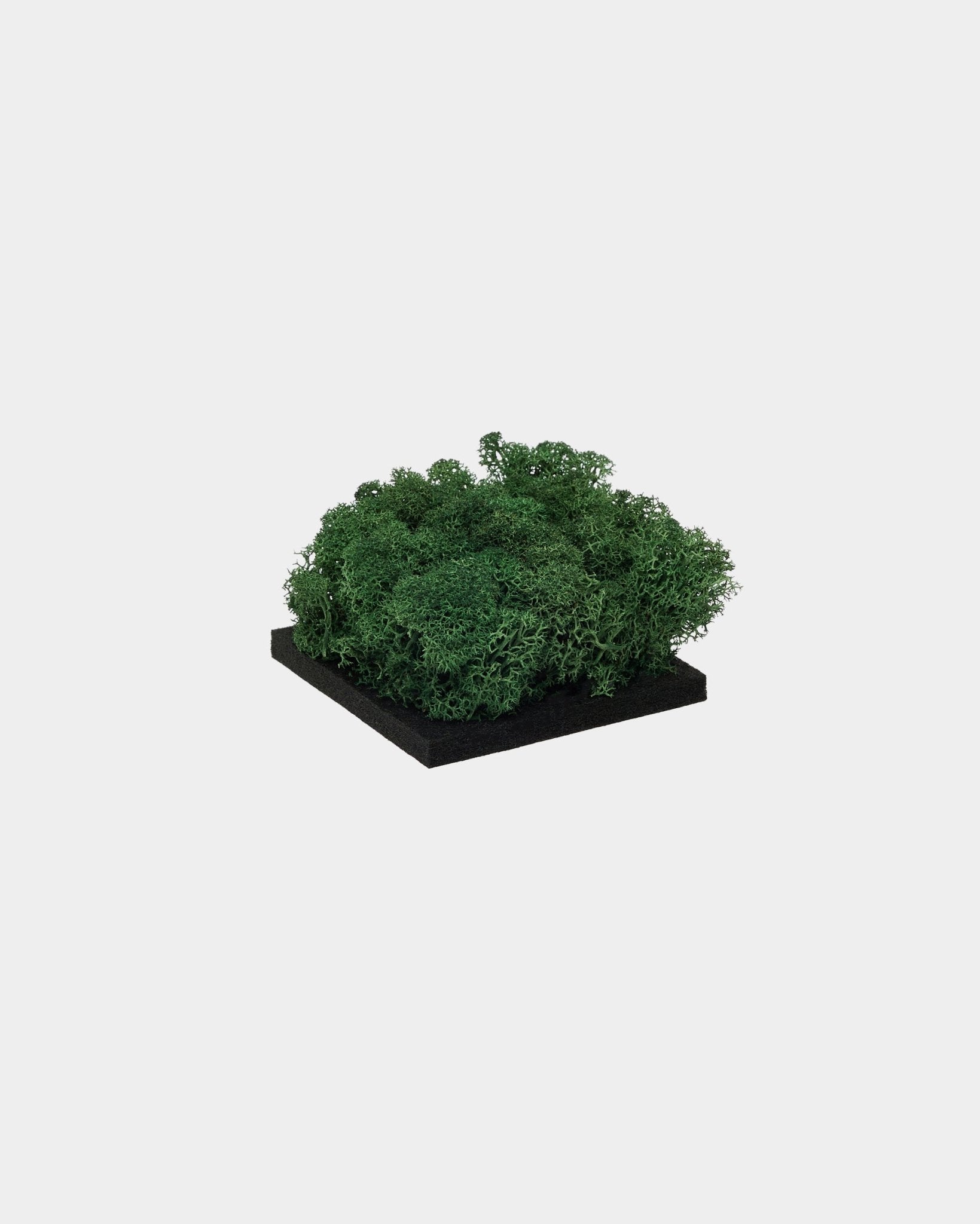Muestra de WoodUpp Moss en Moss Green, con moss preservado de un verde intenso sobre una base cuadrada de black, presentada sobre un fondo blanco liso.