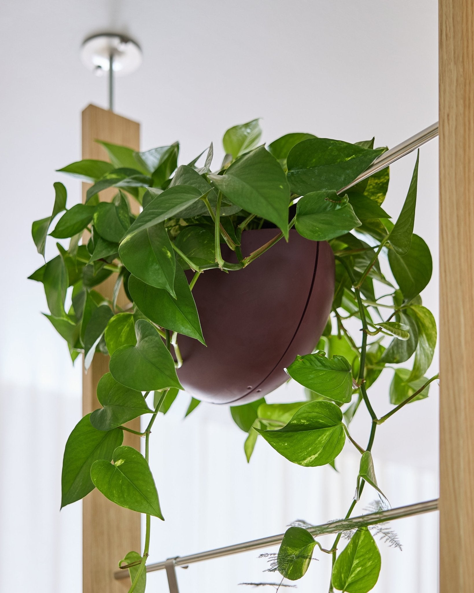 Un pothos crece en una maceta Gro Soft Pocket BM2 Ox Red (4 l) de WoodUpp, colgada en el interior de una casa sobre un panel acústico, con sus tallos cayendo en cascada.